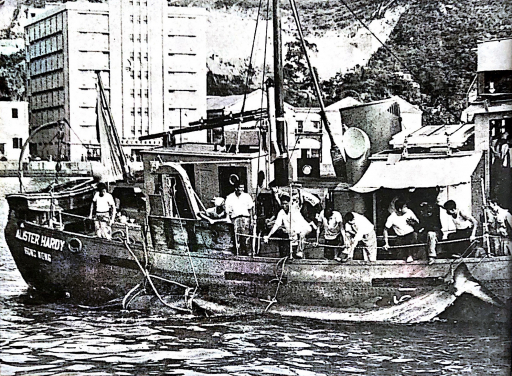 圖十一、1955年4月12日幼鯨於死後被研究船Alister Hardy號移送至香港仔。
相片鳴謝: Spectrum, No. 4, May 1955

 
